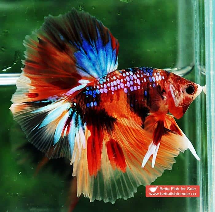 Betta fish OHM Multicolor Emerald Candy Sky Hawk Rosetail - Image 6