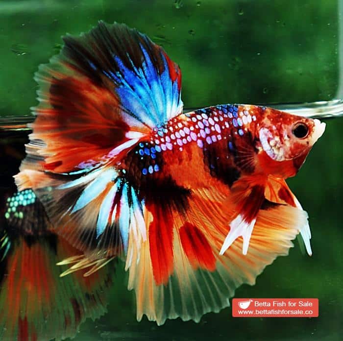 Betta fish OHM Multicolor Emerald Candy Sky Hawk Rosetail - Image 2