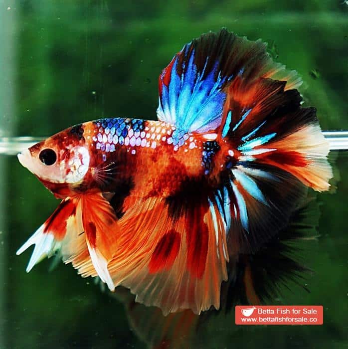 Betta fish OHM Multicolor Emerald Candy Sky Hawk Rosetail - Image 5