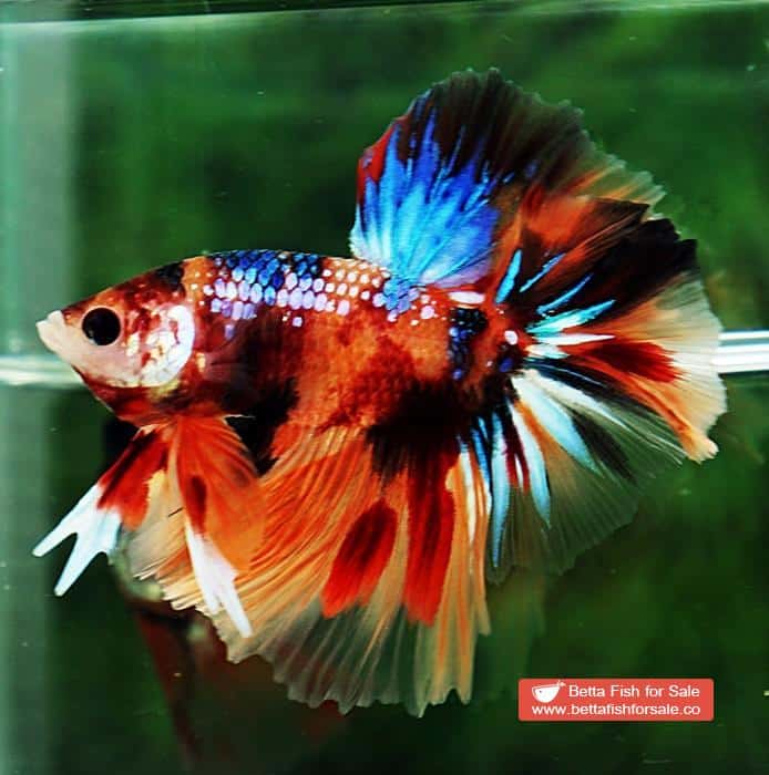 Betta fish OHM Multicolor Emerald Candy Sky Hawk Rosetail - Image 3