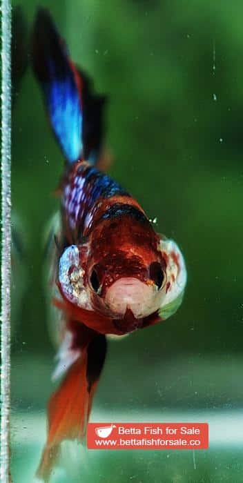 Betta fish OHM Multicolor Emerald Candy Sky Hawk Rosetail - Image 7