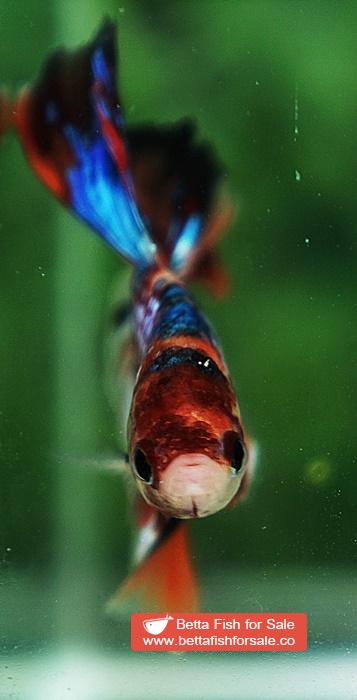 Betta fish OHM Multicolor Emerald Candy Sky Hawk Rosetail - Image 8
