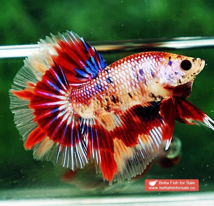Betta fish HM Junior Multicolor Candy Nemo - Image 3