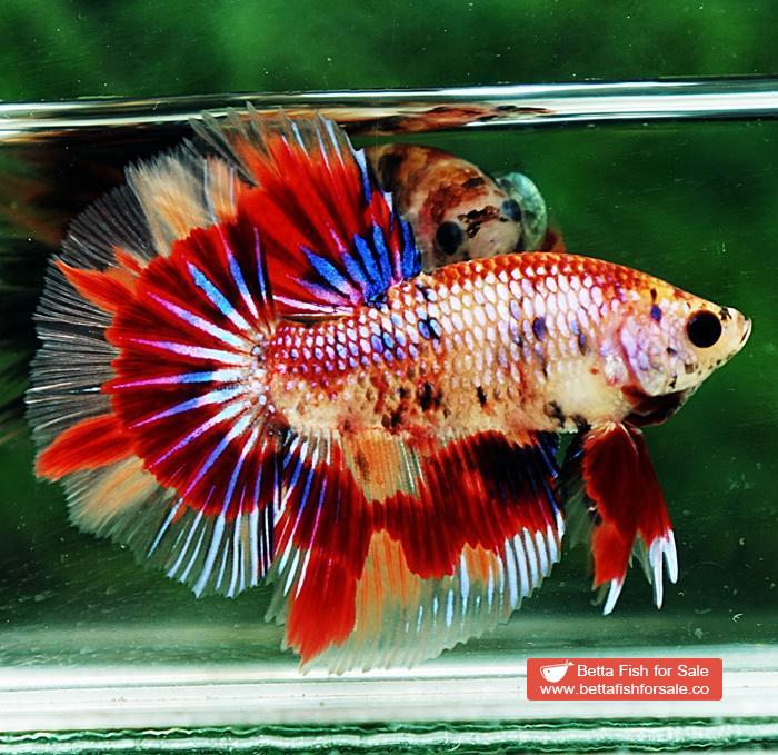 Betta fish HM Junior Multicolor Candy Nemo - Image 5