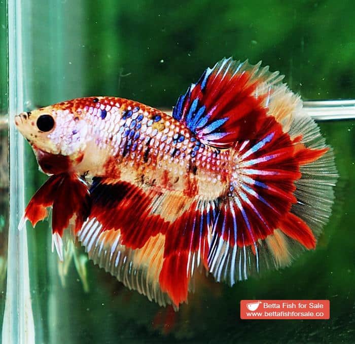 Betta fish HM Junior Multicolor Candy Nemo - Image 4