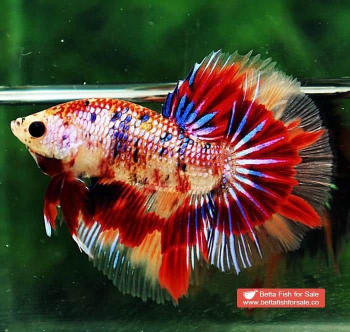 Betta fish HM Junior Multicolor Candy Nemo - Image 2