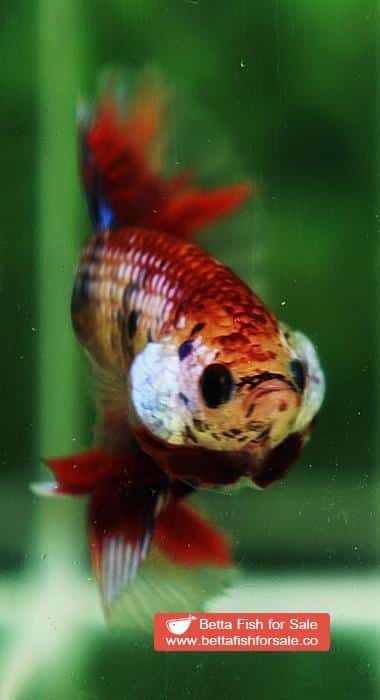 Betta fish HM Junior Multicolor Candy Nemo - Image 6