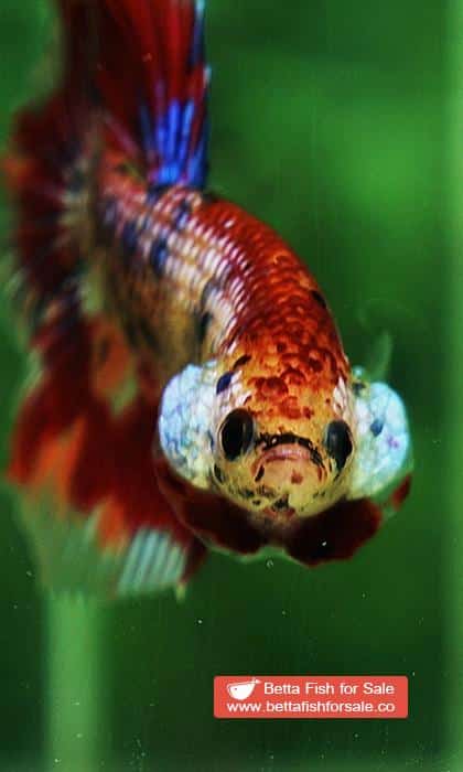 Betta fish HM Junior Multicolor Candy Nemo - Image 7