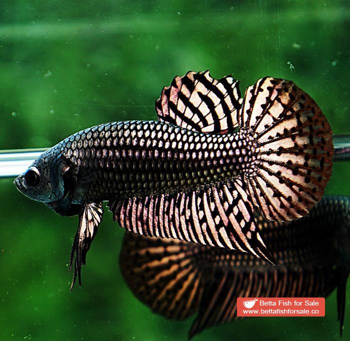 Betta fish Wild Hybrid Siam Copper Gold Alien Hybrid Series - Image 5