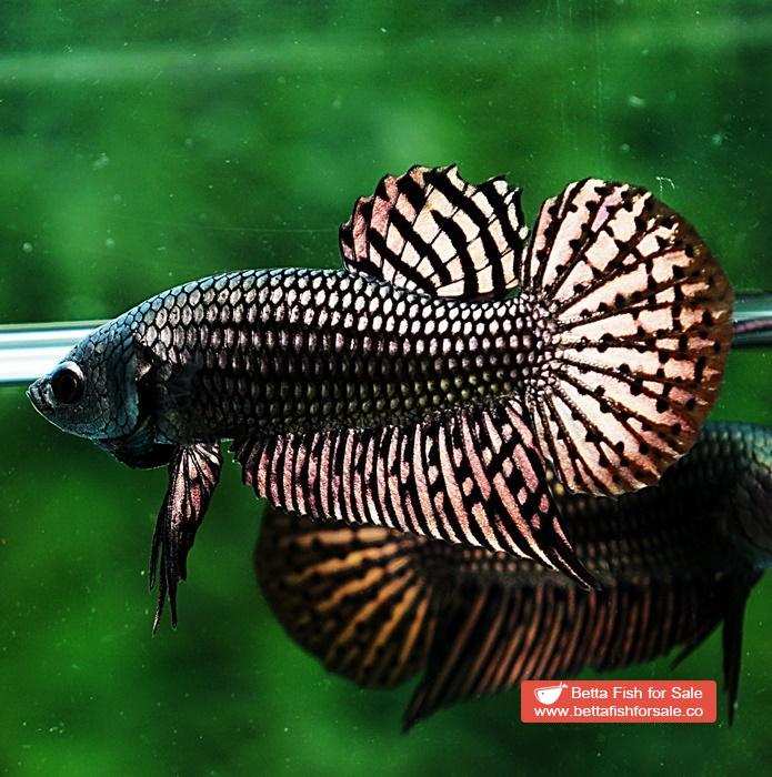 Betta fish Wild Hybrid Siam Copper Gold Alien Hybrid Series - Image 3