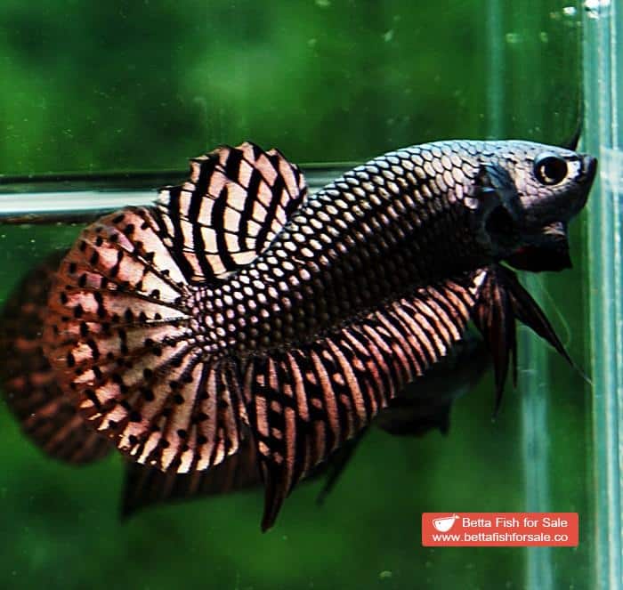 Betta fish Wild Hybrid Siam Copper Gold Alien Hybrid Series - Image 6