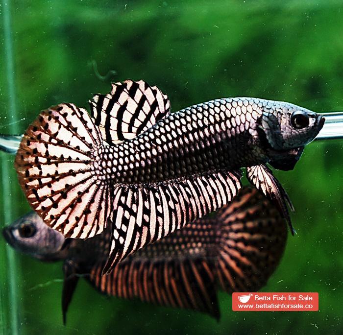 Betta fish Wild Hybrid Siam Copper Gold Alien Hybrid Series