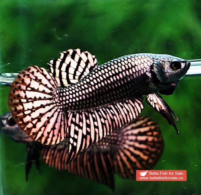 Betta fish Wild Hybrid Siam Copper Gold Alien Hybrid Series - Image 4