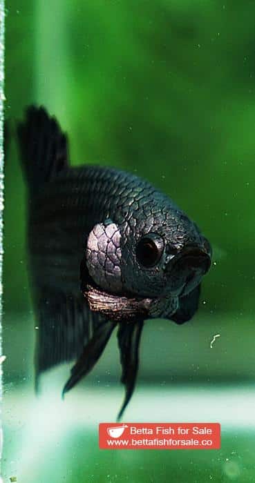 Betta fish Wild Hybrid Siam Copper Gold Alien Hybrid Series - Image 7