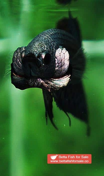 Betta fish Wild Hybrid Siam Copper Gold Alien Hybrid Series - Image 8