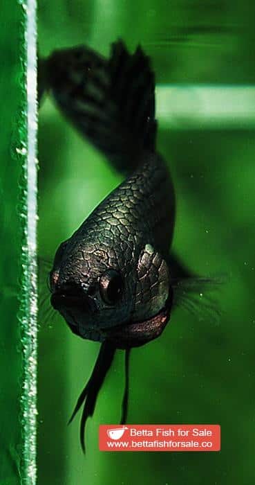 Betta fish Wild Hybrid Siam Copper Gold Alien Hybrid Series - Image 9