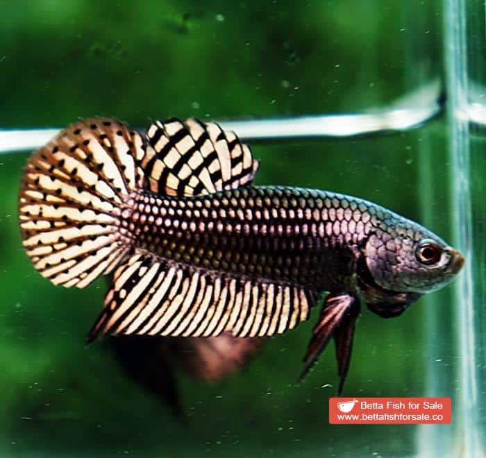 Betta fish Wild Hybrid Siam Copper Gold Alien Hybrid Series - Image 3