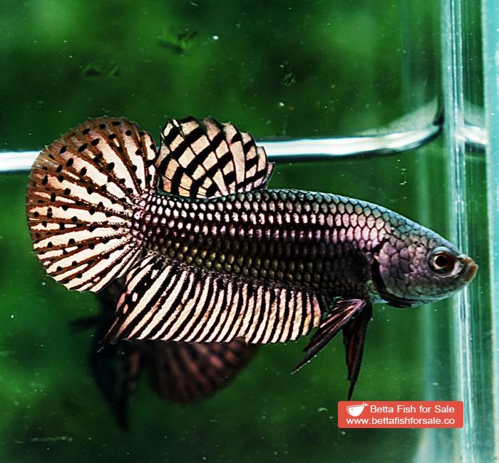 Betta fish Wild Hybrid Siam Copper Gold Alien Hybrid Series - Image 5