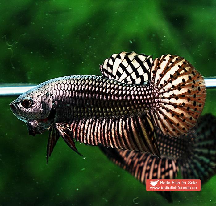 Betta fish Wild Hybrid Siam Copper Gold Alien Hybrid Series - Image 6