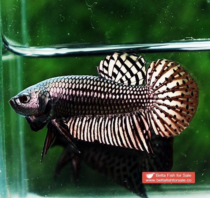 Betta fish Wild Hybrid Siam Copper Gold Alien Hybrid Series - Image 2