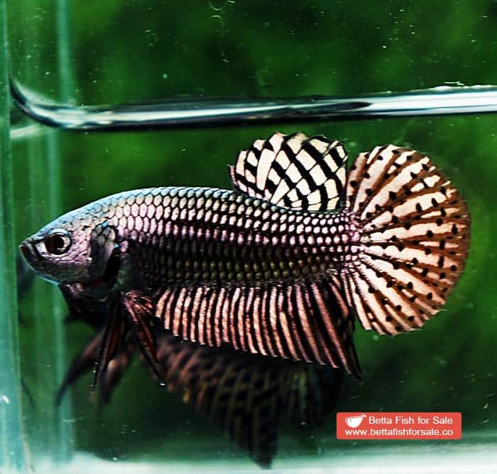 Betta fish Wild Hybrid Siam Copper Gold Alien Hybrid Series - Image 4