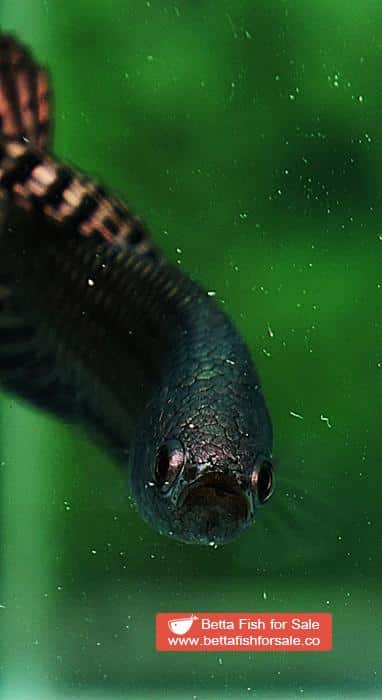 Betta fish Wild Hybrid Siam Copper Gold Alien Hybrid Series - Image 7