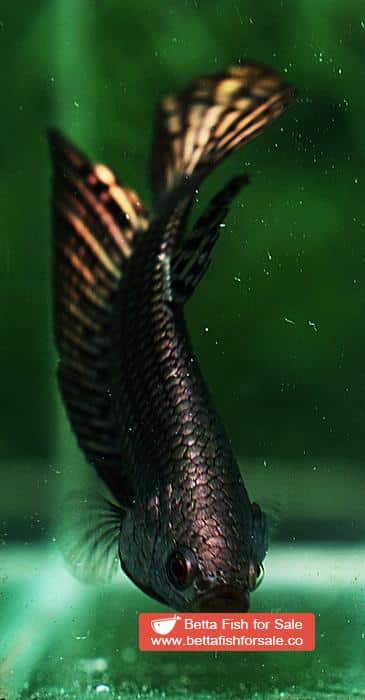 Betta fish Wild Hybrid Siam Copper Gold Alien Hybrid Series - Image 8