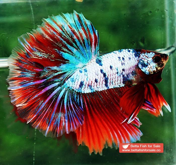 Betta fish OHM Magical Pink Blue Marble Series - Image 3