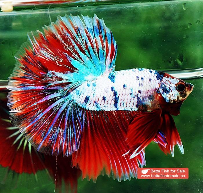 Betta fish OHM Magical Pink Blue Marble Series - Image 5