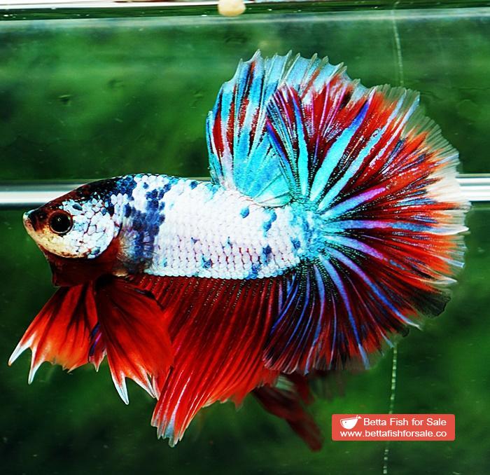 Betta fish OHM Magical Pink Blue Marble Series - Image 4