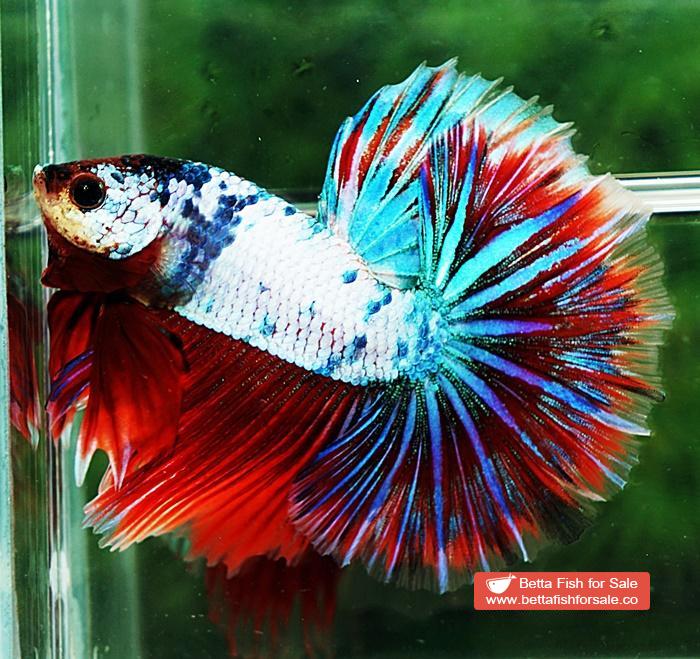 Betta fish OHM Magical Pink Blue Marble Series