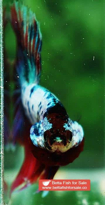 Betta fish OHM Magical Pink Blue Marble Series - Image 6