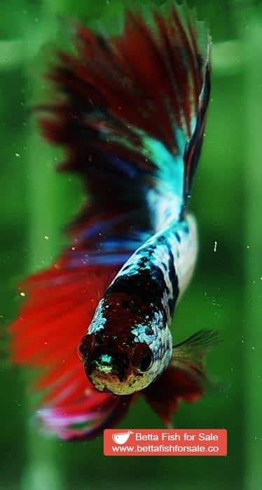 Betta fish OHM Magical Pink Blue Marble Series - Image 7