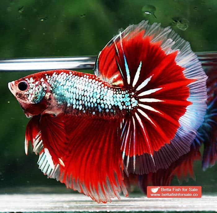 Betta fish OHM Fancy Red Samurai Dragon - Image 2