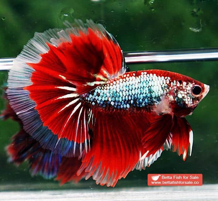 Betta fish OHM Fancy Red Samurai Dragon - Image 3