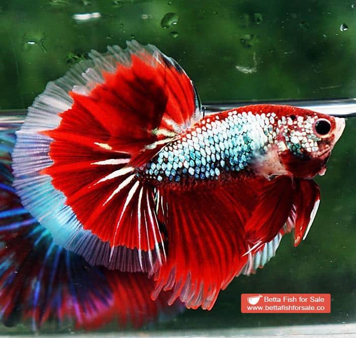 Betta fish OHM Fancy Red Samurai Dragon - Image 5
