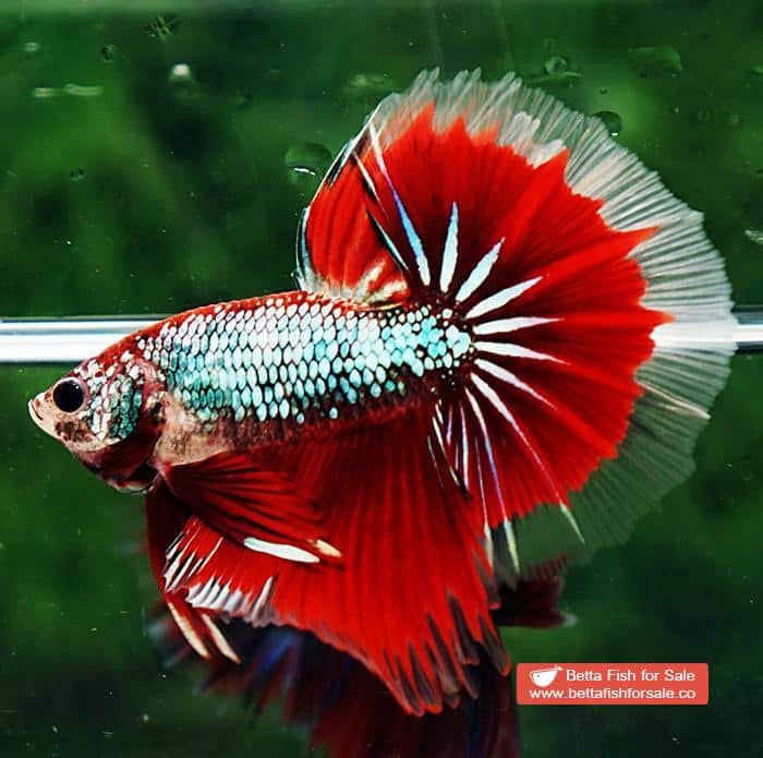 Betta fish OHM Fancy Red Samurai Dragon - Image 4