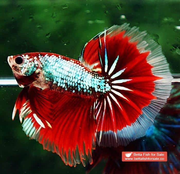 Betta fish OHM Fancy Red Samurai Dragon - Image 6