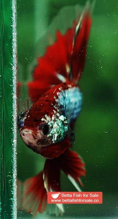 Betta fish OHM Fancy Red Samurai Dragon - Image 7