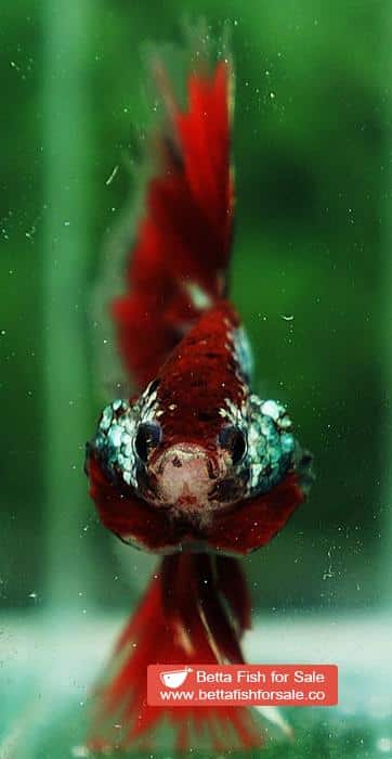 Betta fish OHM Fancy Red Samurai Dragon - Image 8
