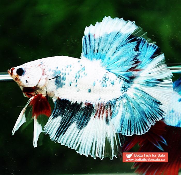 Betta fish OHM Grey Mosaic Marble Sky Hawk - Image 3