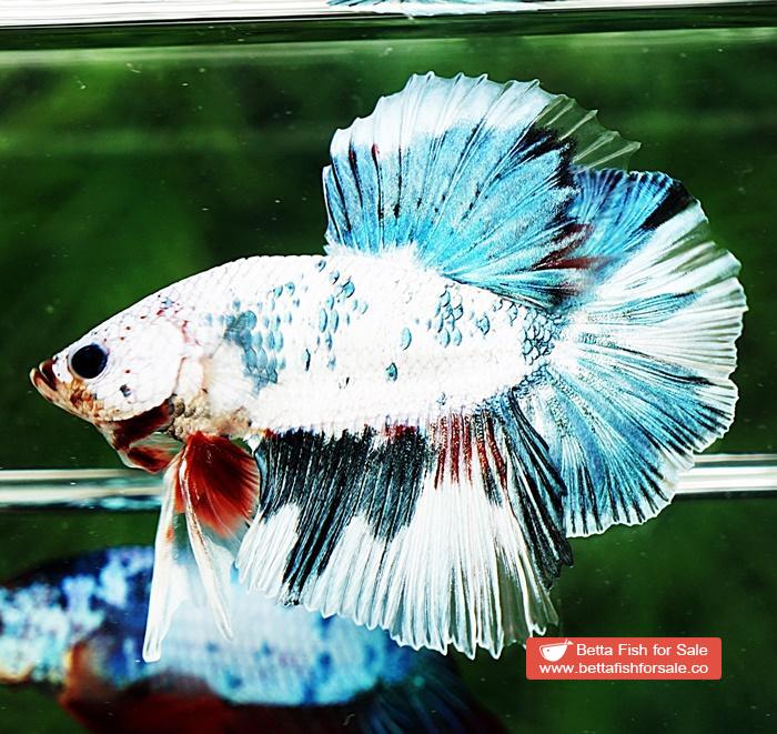 Betta fish OHM Grey Mosaic Marble Sky Hawk - Image 5