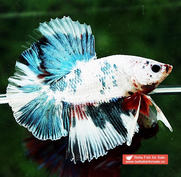 Betta fish OHM Grey Mosaic Marble Sky Hawk - Image 4