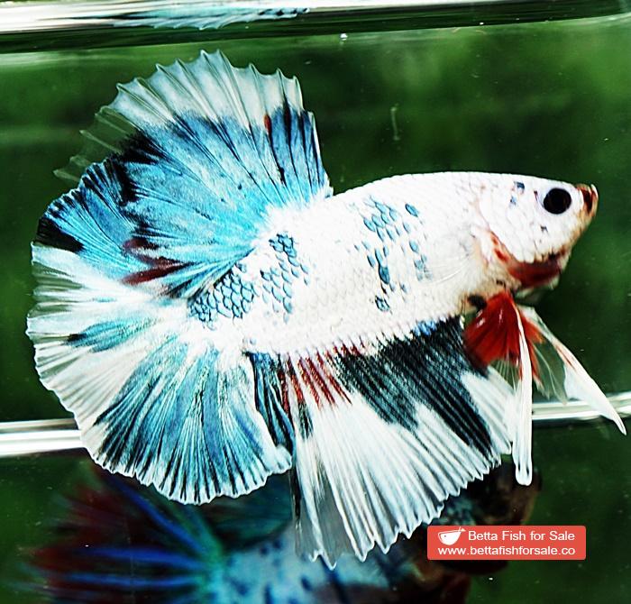 Betta fish OHM Grey Mosaic Marble Sky Hawk - Image 2