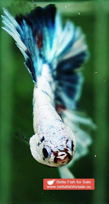 Betta fish OHM Grey Mosaic Marble Sky Hawk - Image 6