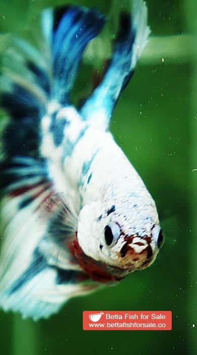 Betta fish OHM Grey Mosaic Marble Sky Hawk - Image 7