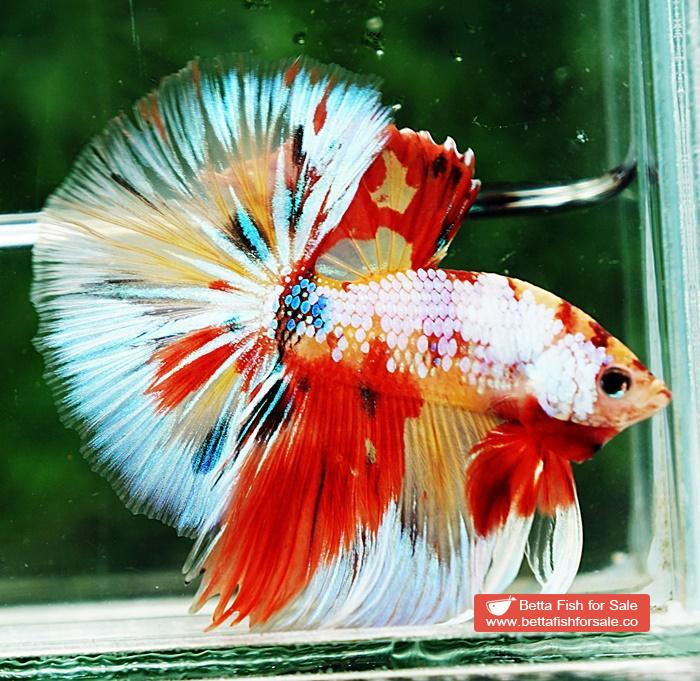 Betta fish OHM Multicolor Candy Yellow base Sky Hawk - Image 5