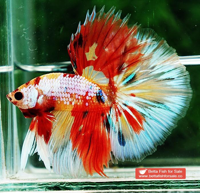 Betta fish OHM Multicolor Candy Yellow base Sky Hawk - Image 4
