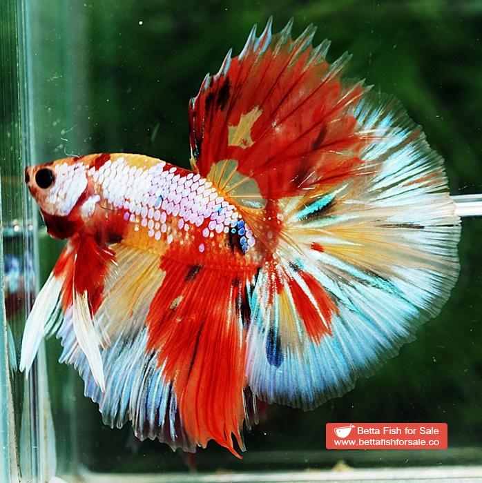 Betta fish OHM Multicolor Candy Yellow base Sky Hawk - Image 2