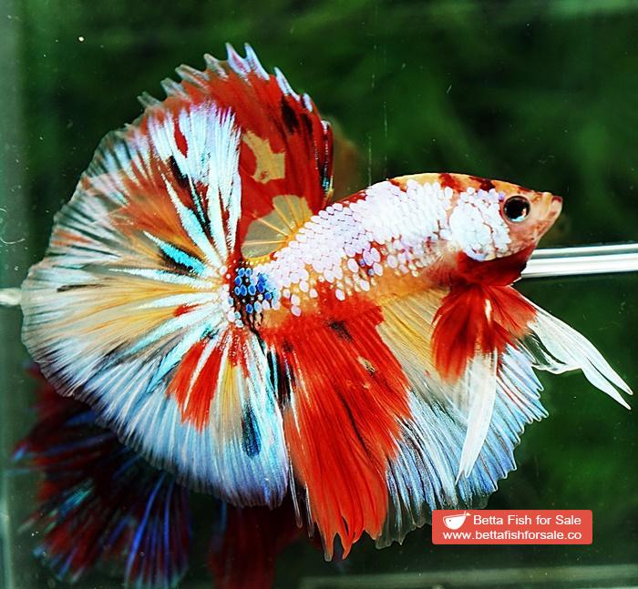 Betta fish OHM Multicolor Candy Yellow base Sky Hawk - Image 3